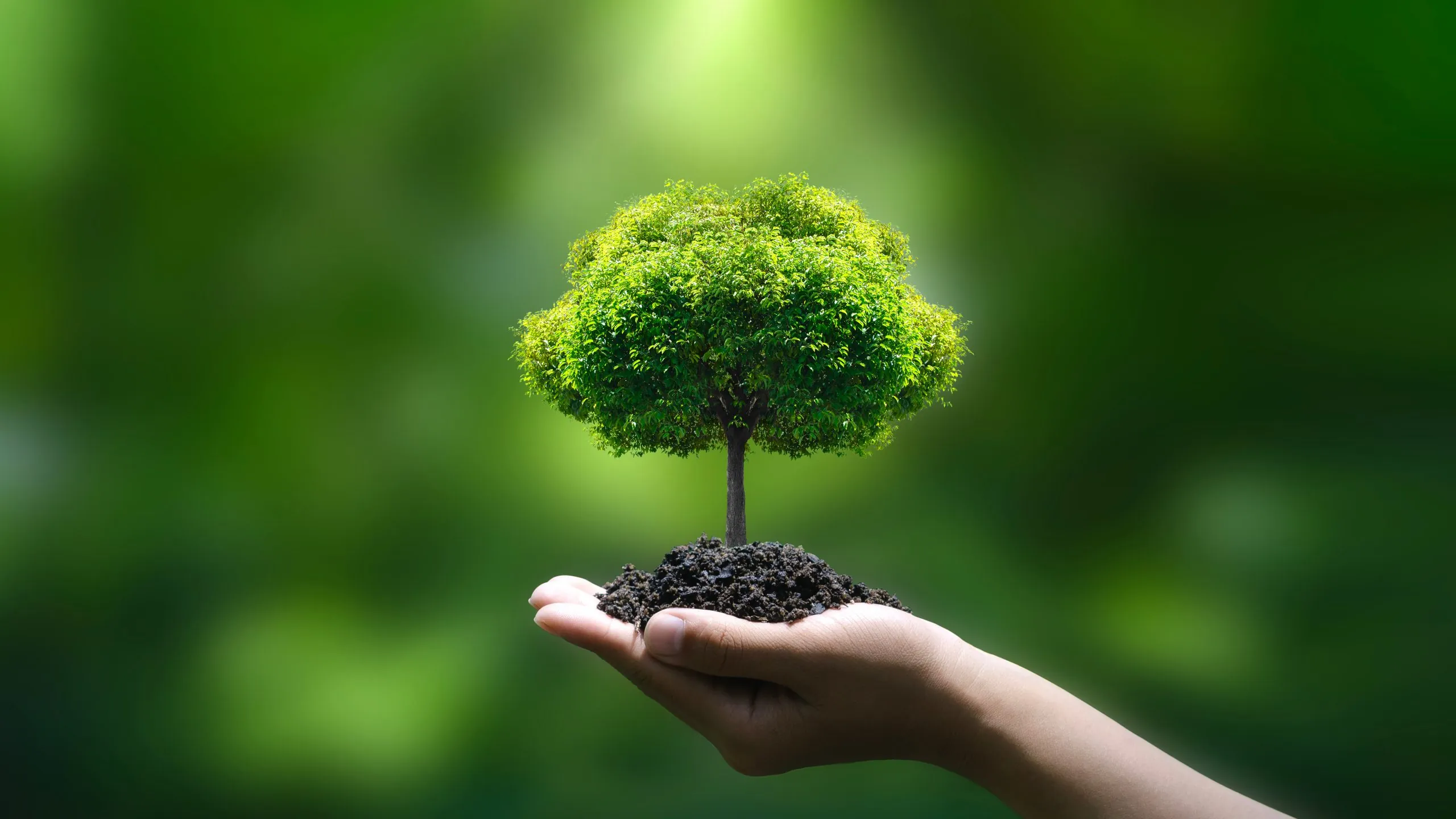 love a tree