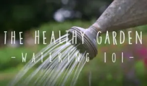 Health Garden Watering 101