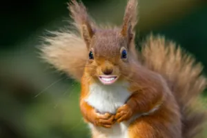Smiling-Squirrel-1024x683