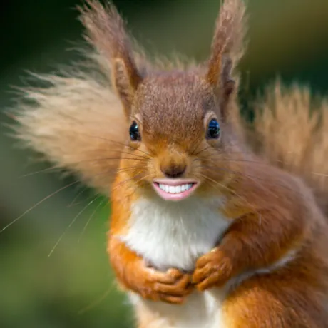 Smiling-Squirrel-1024x683