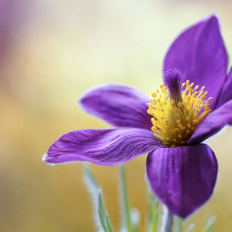 Pulsatilla flower also referred to as the Pasque flower
