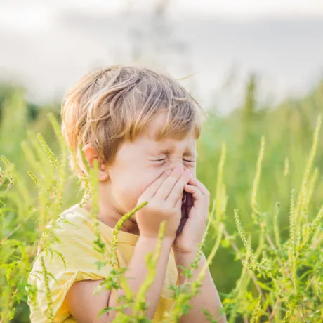 Boy sneezes because of an allergy to ragweed