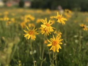 arnica field close-up