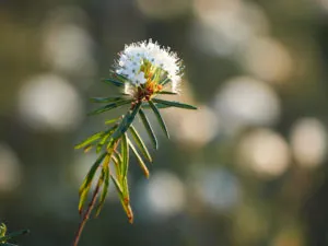 Closeup of marsh labrador tea, Rhododendron tomentosum plant in the autumn sunlight. Selective focus, blurred background.