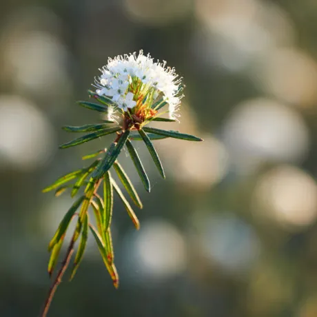 Closeup of marsh labrador tea, Rhododendron tomentosum plant in the autumn sunlight. Selective focus, blurred background.