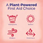 Calendula_Burn_Uses_01052024