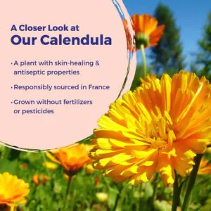 Calendula Burn Ointment