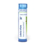 Lobelia_inflata30c_shadows_3000X3000