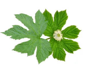 Goldenseal