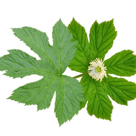 Goldenseal