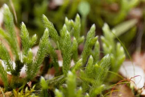 Plant of running clubmoss, Lycopodium clavatum