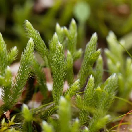 Plant of running clubmoss, Lycopodium clavatum