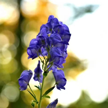 Close-up of bloom of Aconitum napellus also known as aconite, monkshood, wolf's-bane, leopard's bane, mousebane, women's bane, devil's helmet, queen of poisons, or blue rocket
