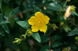 The yellow bloom of a jasmine bush.