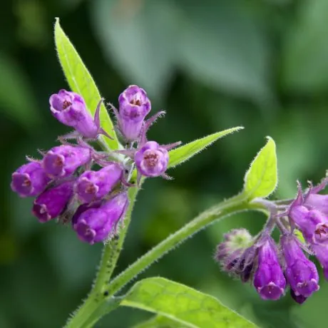 comfrey herb