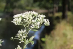 Tall boneset at Miami Woods in Morton Grove, Illinois along the