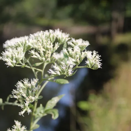 Tall boneset at Miami Woods in Morton Grove, Illinois along the