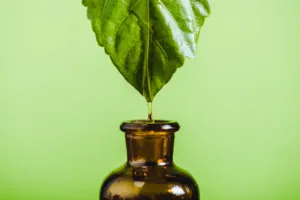 essential oil dripping from leaf into glass bottle isolated on g