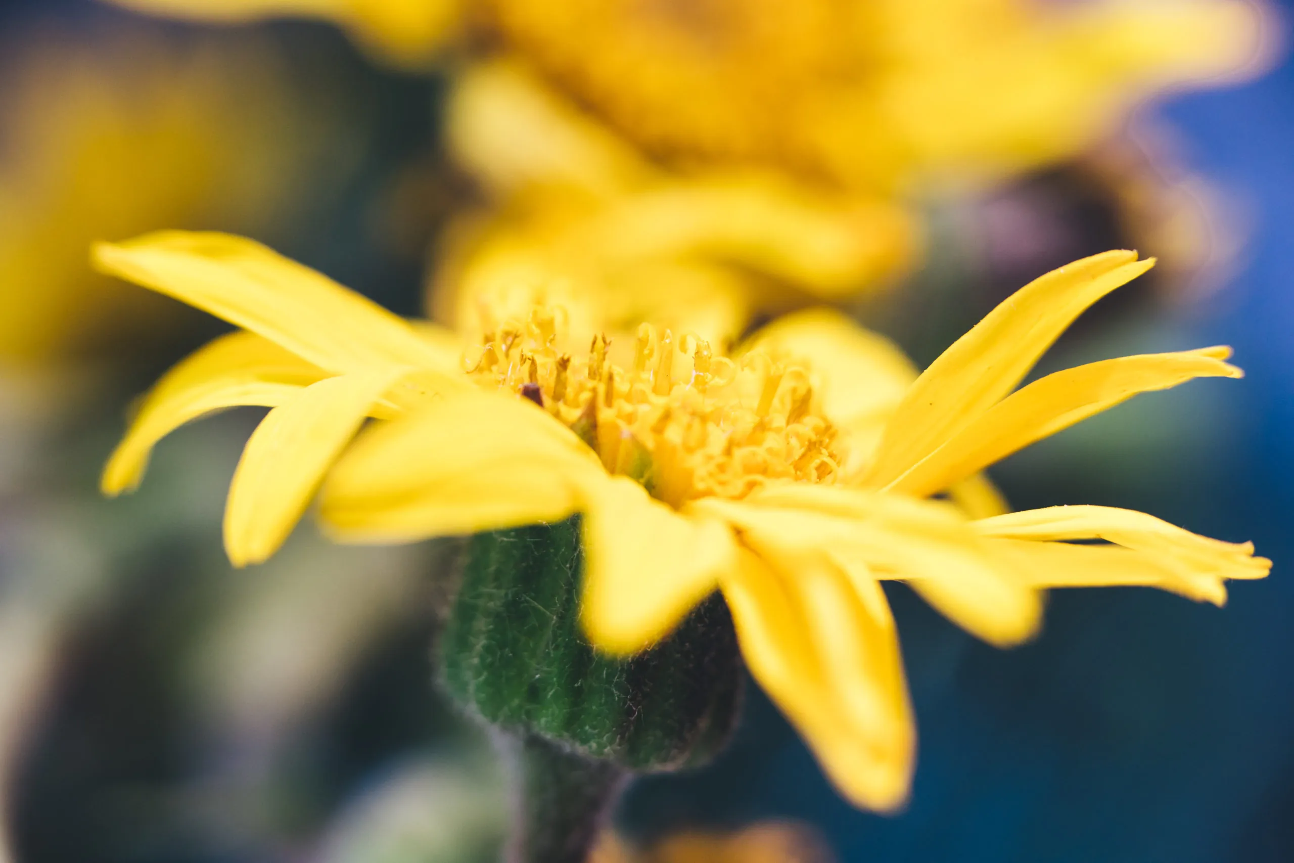 The Fantastic Flower in Arnica Cream for Bruises and Pain