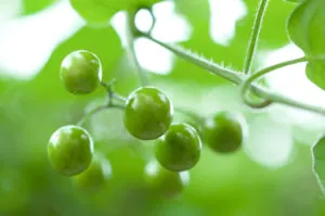 Blog: Fish, Motion Sickness, and the Story of Cocculus Indicus