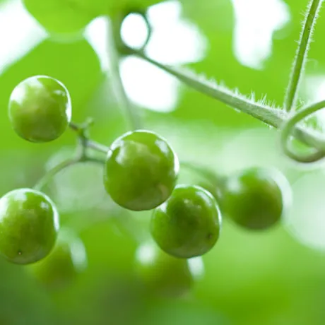 Blog: Fish, Motion Sickness, and the Story of Cocculus Indicus