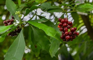 Fruit of carapichea ipecacuanha. It is native to Costa Rica, Nicaragua, Panama, Colombia, and Brazil. Botanical garden Heidelberg, Baden Wuerttemberg, Germany