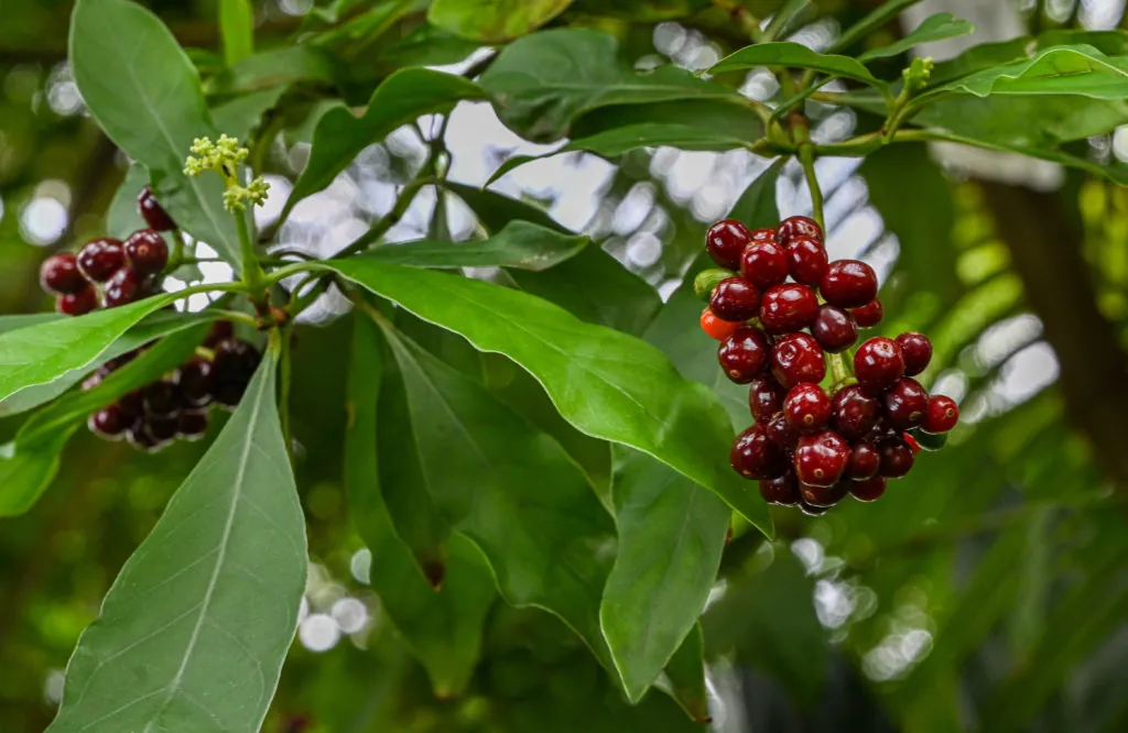 Fruit of carapichea ipecacuanha. It is native to Costa Rica, Nicaragua, Panama, Colombia, and Brazil. Botanical garden Heidelberg, Baden Wuerttemberg, Germany