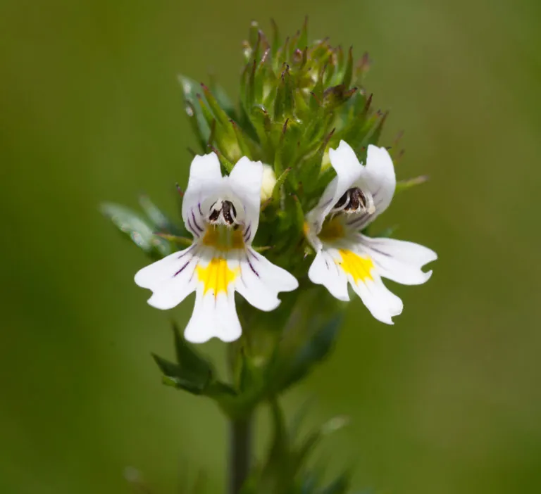 Eyebright (euphrasia officinalis)
