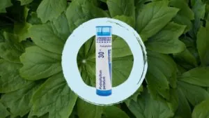 Podo-Peltatum-1024x576