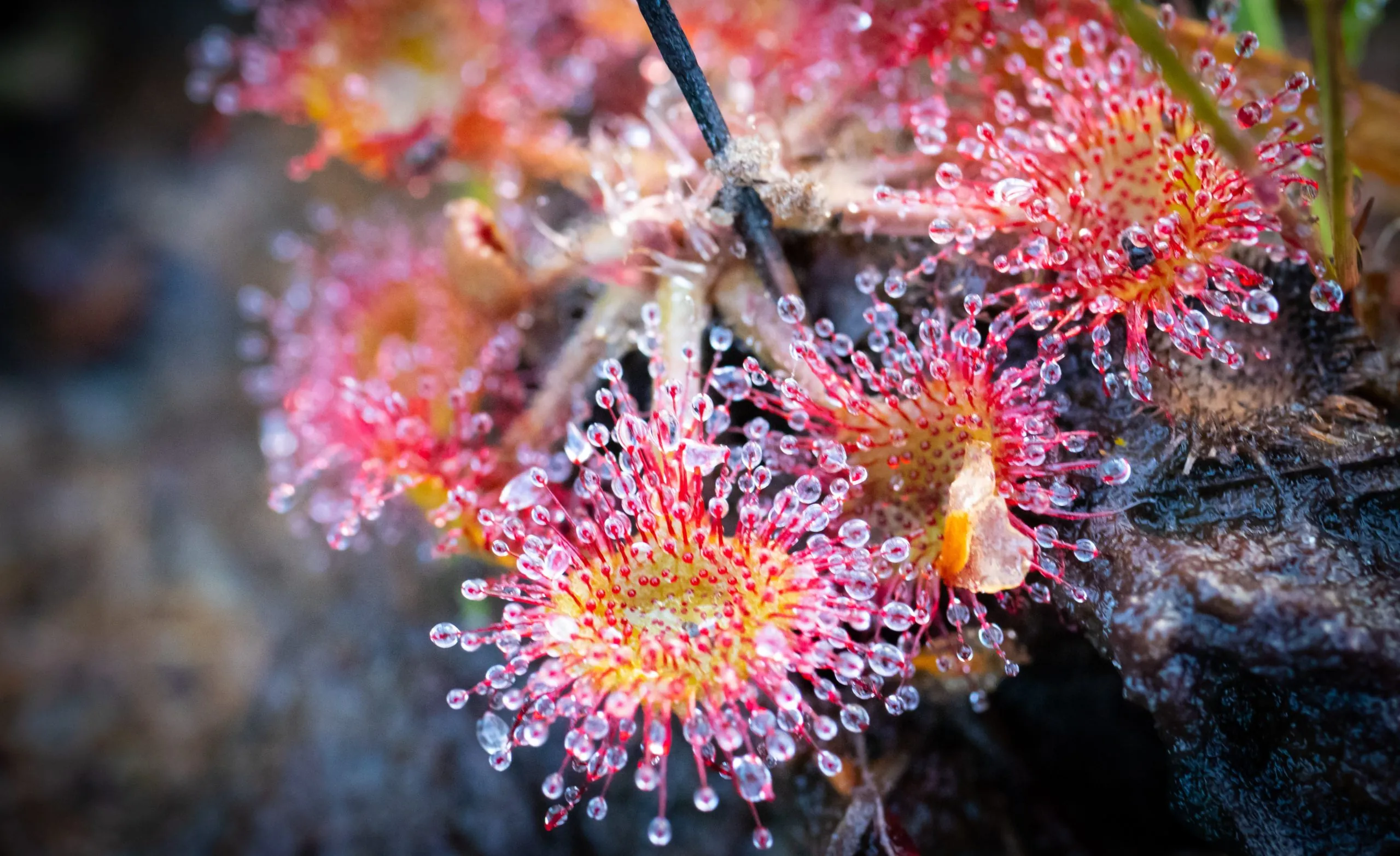 Sundew