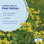 Ruta_Graveolens_Harvest