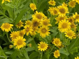 Arnika, Arnica chamissonis