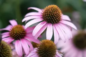 purple coneflower