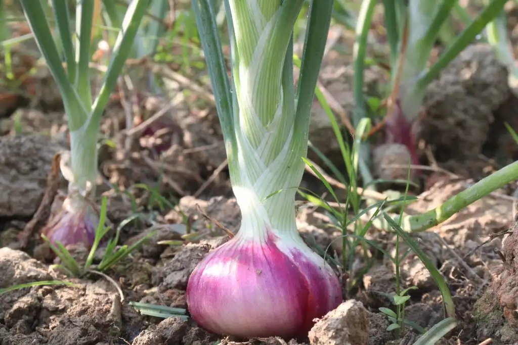 Blog: Allium cepa deep dive