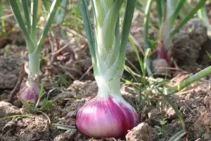 Blog: Allium cepa deep dive