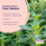 2025_Urtica_Ingredient