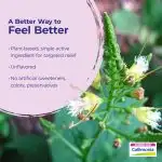 2025_collinsonia_Ingredient