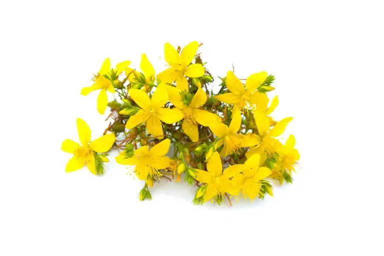 St John’s wort, yellow blossom of tutsan bush, herbal medicinal Hypericum perforatum plant, isolated on white background
