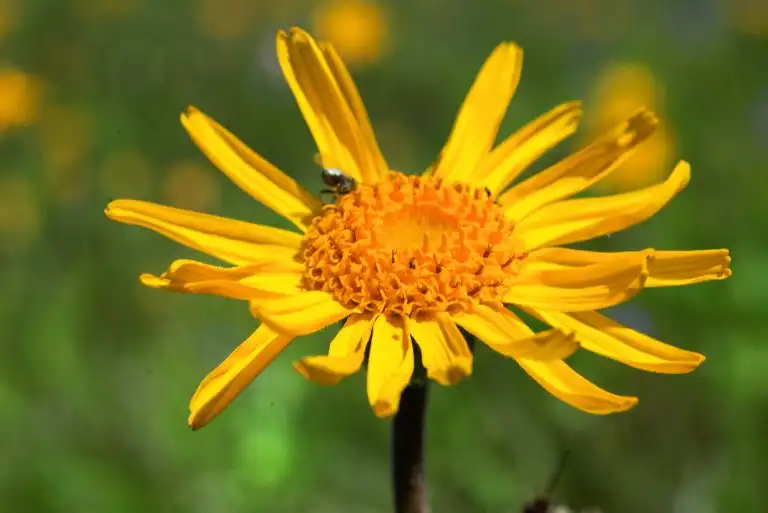arnica_et_insectes1_hd