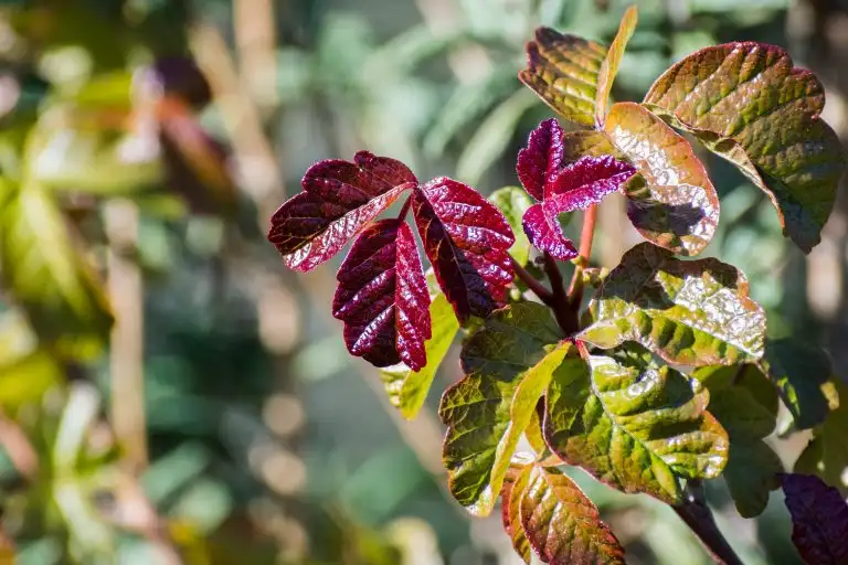 Colorful Pacific Poison oak (Toxicodendron diversilobum) leaves, California